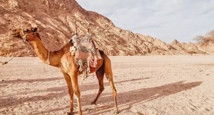 Deserto del Sinai