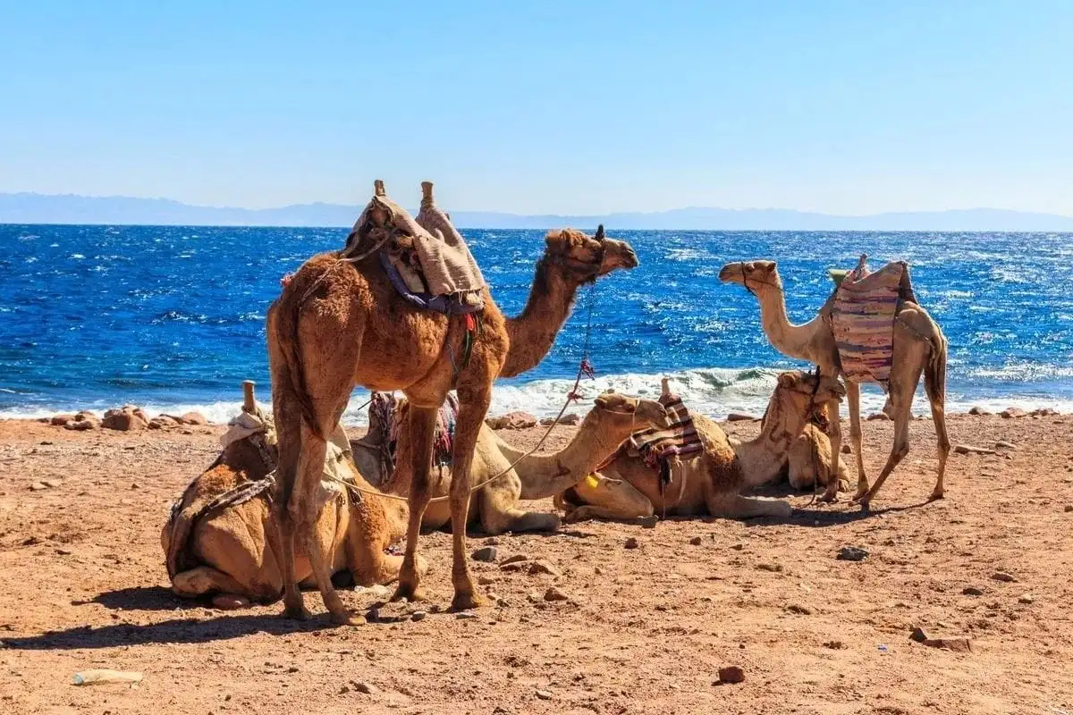 Dahab
