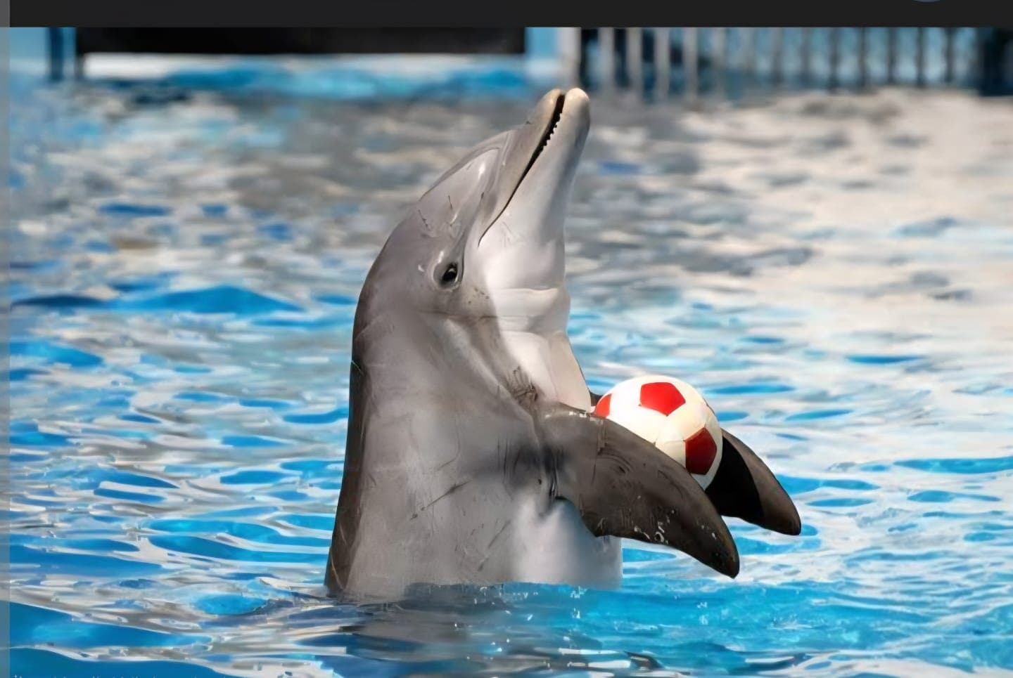 Dolphin Show: Emozioni e Magia per Tutta la Famiglia